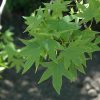 Sweetgum Worplesdon #3 - Image 3